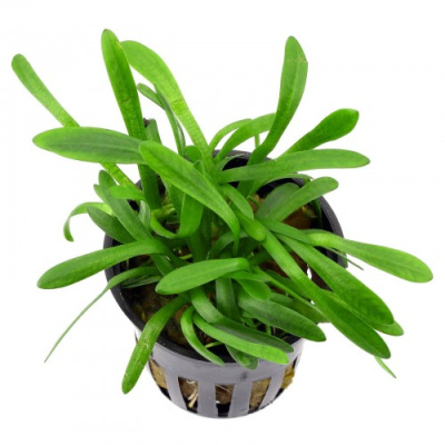 Саггитария Субулата в горшочке Саггитария Субулата в горшочке